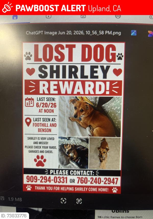 Lost Female Dog last seen Foothill and Benson, Upland, CA 91786
