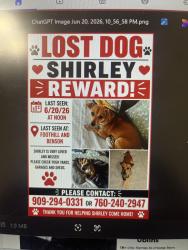 Lost Female Dog last seen Foothill and Benson, Upland, CA 91786