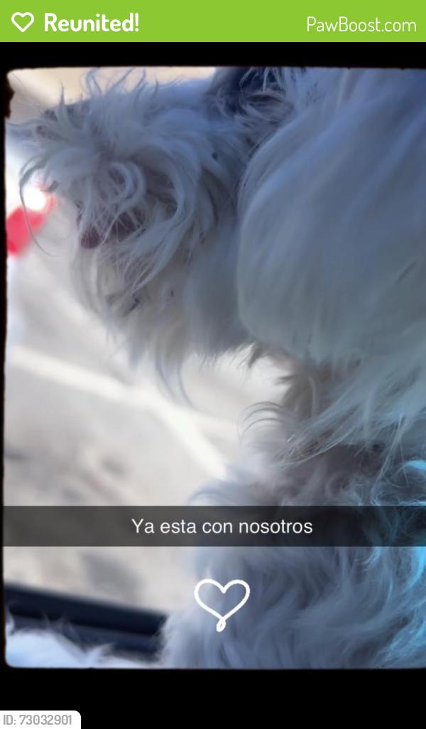 Reunited Female Dog last seen Vernon st Worcester , Worcester, MA 01607