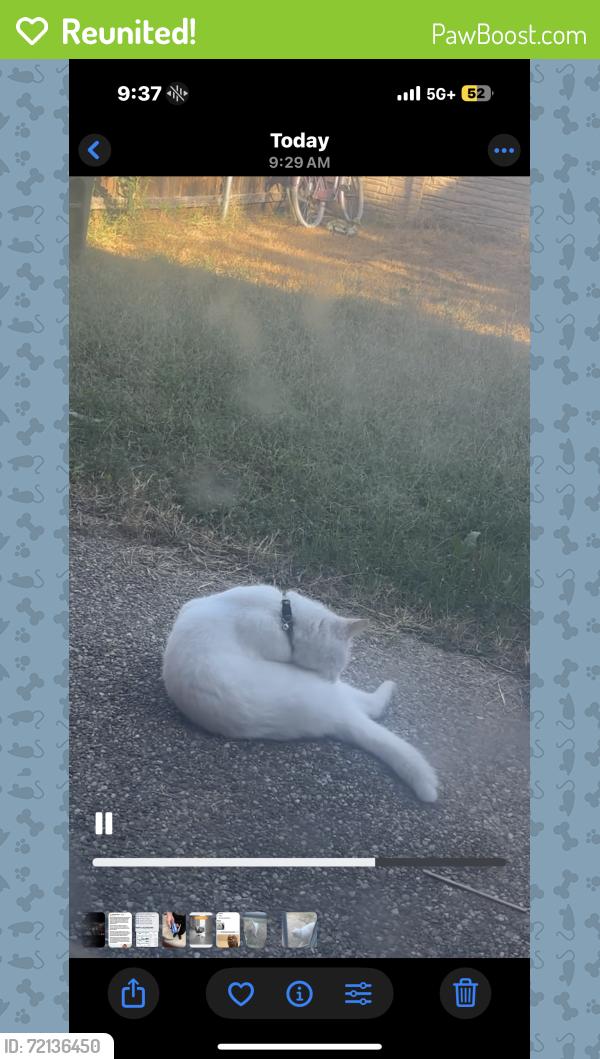 Reunited Unknown Cat last seen Wesley Dr and Lillard Rd in my backyard , Arlington, TX 76012
