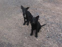 Found/Stray Female Dog last seen fm88 in monte alto, Monte Alto, TX 78538
