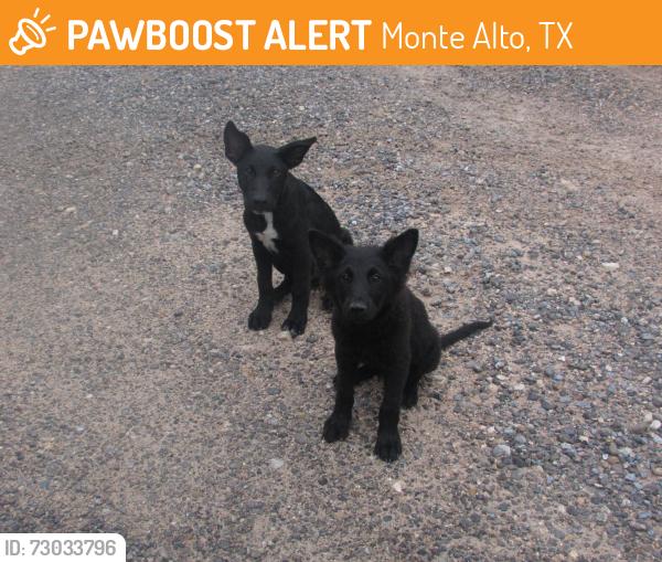 Found/Stray Female Dog last seen fm88 in monte alto, Monte Alto, TX 78538