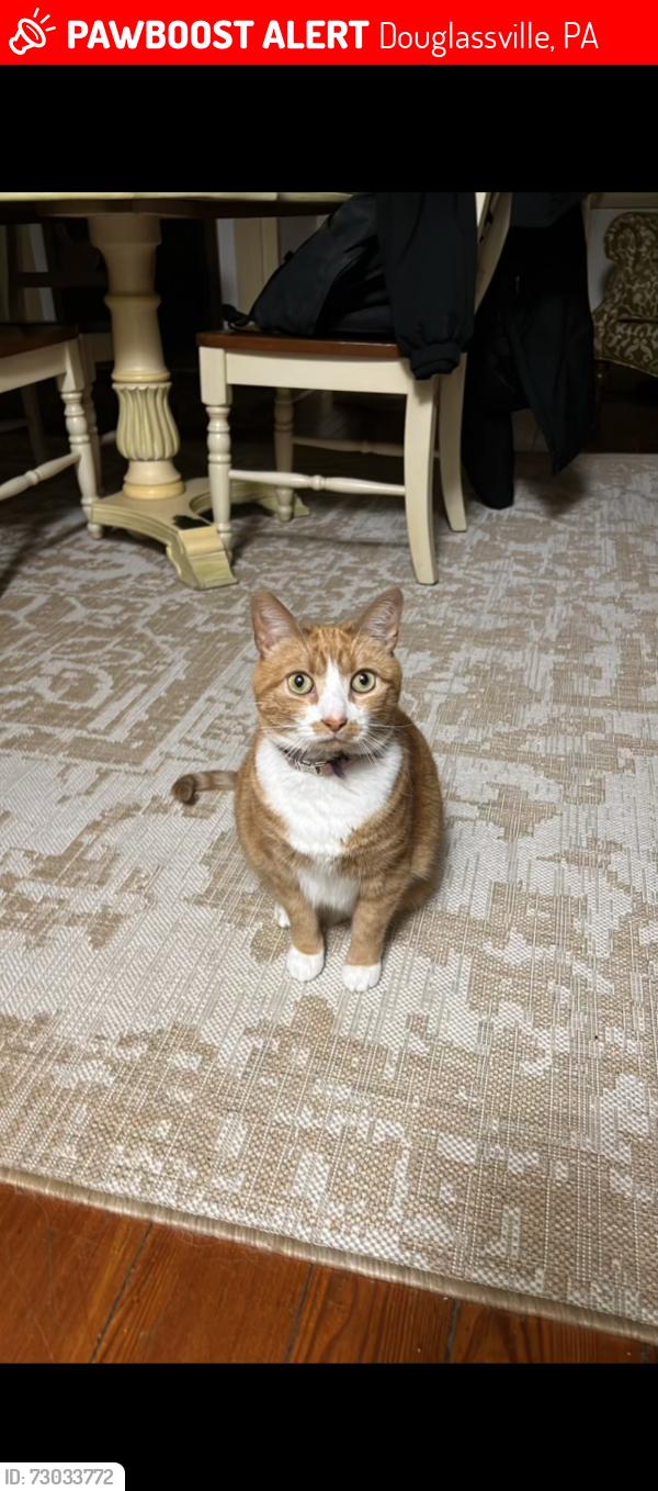 Lost Female Cat last seen Near Limekiln Rd Blacksmith Rd, off of 562, Douglassville, PA 19518