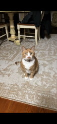 Lost Female Cat last seen Near Limekiln Rd Blacksmith Rd, off of 562, Douglassville, PA 19518