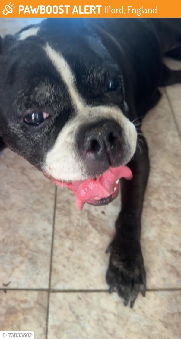 Found/Stray Female Dog last seen in goodmayes park, Ilford, England 