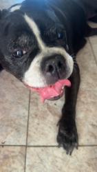 Found/Stray Female Dog last seen in goodmayes park, Ilford, England 