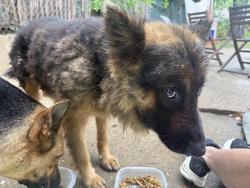Found/Stray Male Dog last seen Military Parkway , Dallas, TX 75227