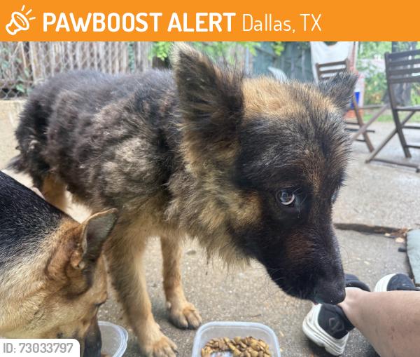 Found/Stray Male Dog last seen Military Parkway , Dallas, TX 75227
