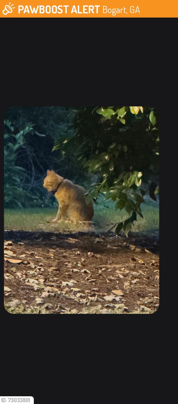 Found/Stray Unknown Cat last seen Logan's Walk cndmniums, Bogart, GA 30622
