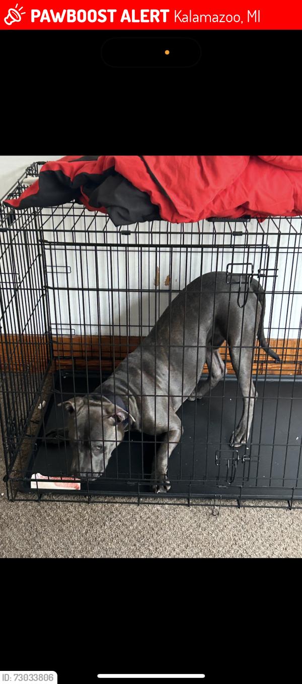 Lost Male Dog last seen Near Princton Avenue Kalamazoo Mi 49007, Kalamazoo, MI 49007