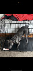 Lost Male Dog last seen Near Princton Avenue Kalamazoo Mi 49007, Kalamazoo, MI 49007