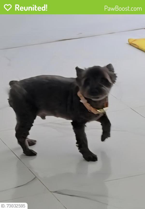 Reunited Male Dog last seen Us1 and Northlake, Lake Park, FL 33403