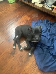 Found/Stray Female Dog last seen Beverly, Tracy, CA 95376