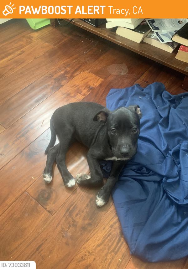 Found/Stray Female Dog last seen Beverly, Tracy, CA 95376