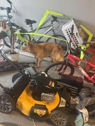 Found/Stray Unknown Dog last seen John Stockbauer and Ben Jordan, Victoria, TX 77901