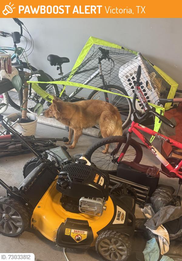 Found/Stray Unknown Dog last seen John Stockbauer and Ben Jordan, Victoria, TX 77901