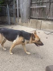 Found/Stray Female Dog last seen Military Parkway , Dallas, TX 75227