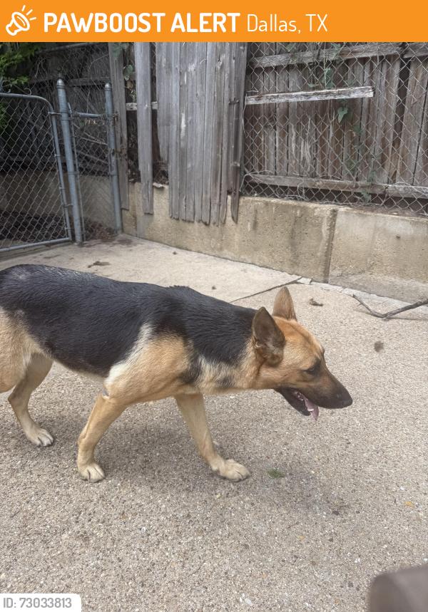Found/Stray Female Dog last seen Military Parkway , Dallas, TX 75227