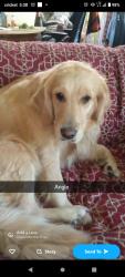 Lost Female Dog last seen 11th ave and 25th stree, Greeley, CO 80631