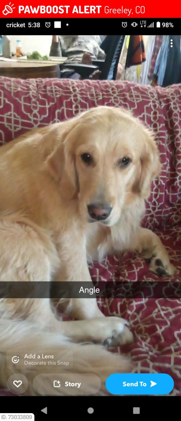 Lost Female Dog last seen 11th ave and 25th stree, Greeley, CO 80631