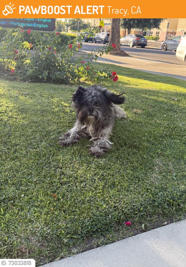Found/Stray Female Dog last seen St. Bernards Catholic Church, Tracy, CA 95376