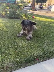 Found/Stray Female Dog last seen St. Bernards Catholic Church, Tracy, CA 95376