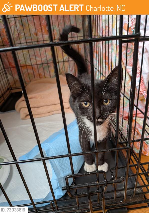 Found/Stray Female Cat last seen Near Ballantyne Village and John J Delaney, Charlotte, NC 28277