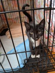 Found/Stray Female Cat last seen Near Ballantyne Village and John J Delaney, Charlotte, NC 28277