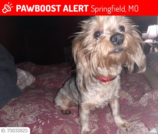 Lost Female Dog last seen Near s Dayton , Springfield, MO 65807