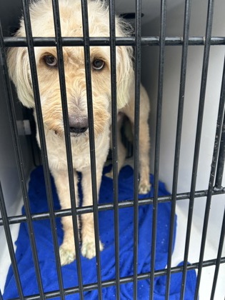 Shelter Stray Male Dog last seen Near Kimberly Way, Atlanta, GA, 1251 Fulton Industrial Blvd NW, Atlanta, GA 30336, USA