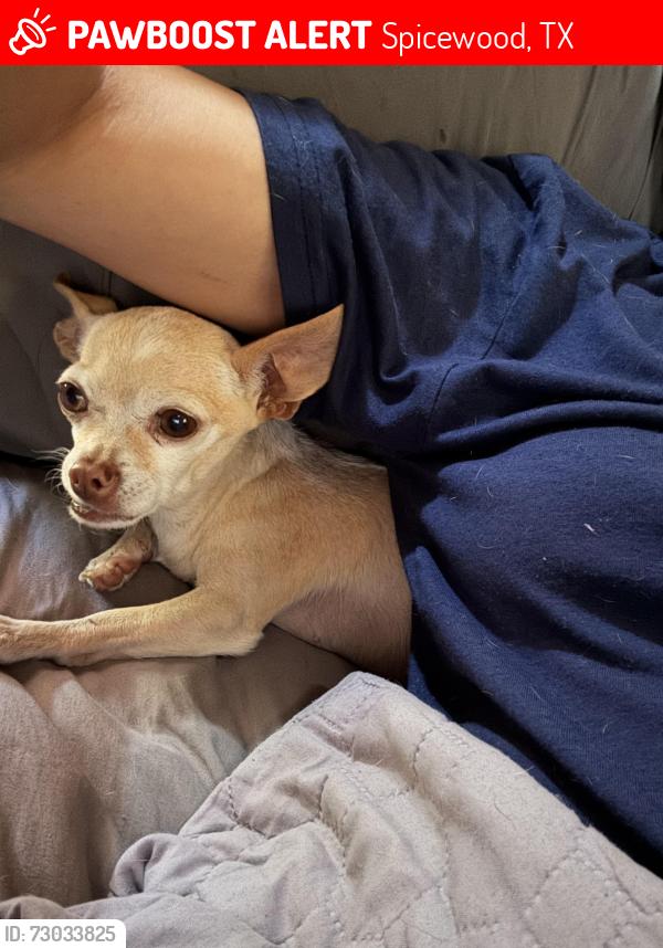 Lost Female Dog last seen Off 71 by angels icehouse, Spicewood, TX 78669