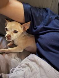 Lost Female Dog last seen Off 71 by angels icehouse, Spicewood, TX 78669