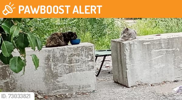 Found/Stray Female Cat last seen Dorsett Road / Metro, Maryland Heights, MO 63043