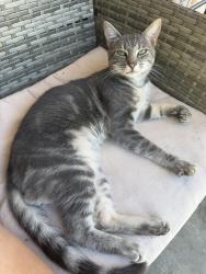 Lost Male Cat last seen Near Rusty Rd Conway sc 39526, Conway, SC 29526