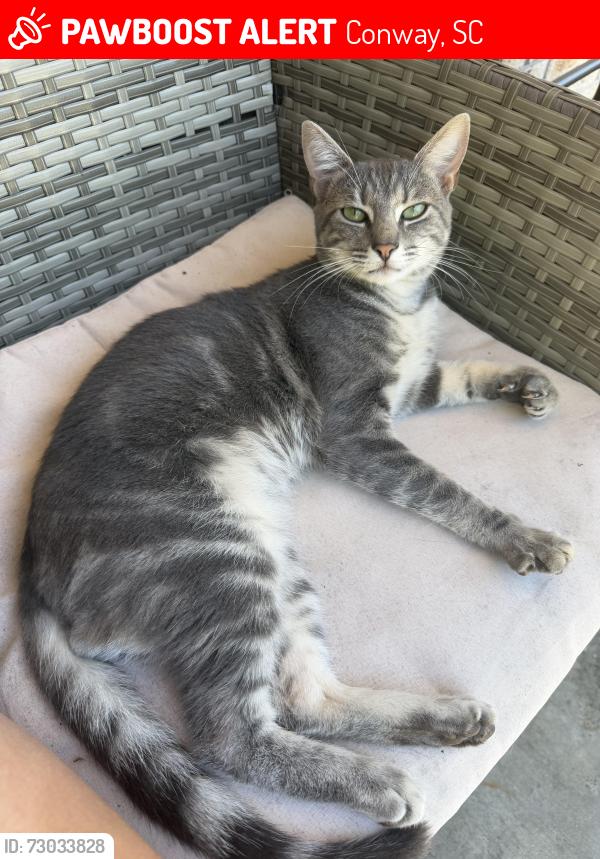 Lost Male Cat last seen Near Rusty Rd Conway sc 39526, Conway, SC 29526