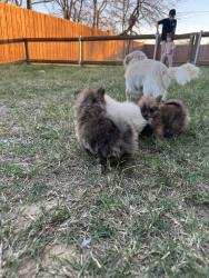 Lost Female Dog last seen Meadow rd, Fort Worth, TX 76119
