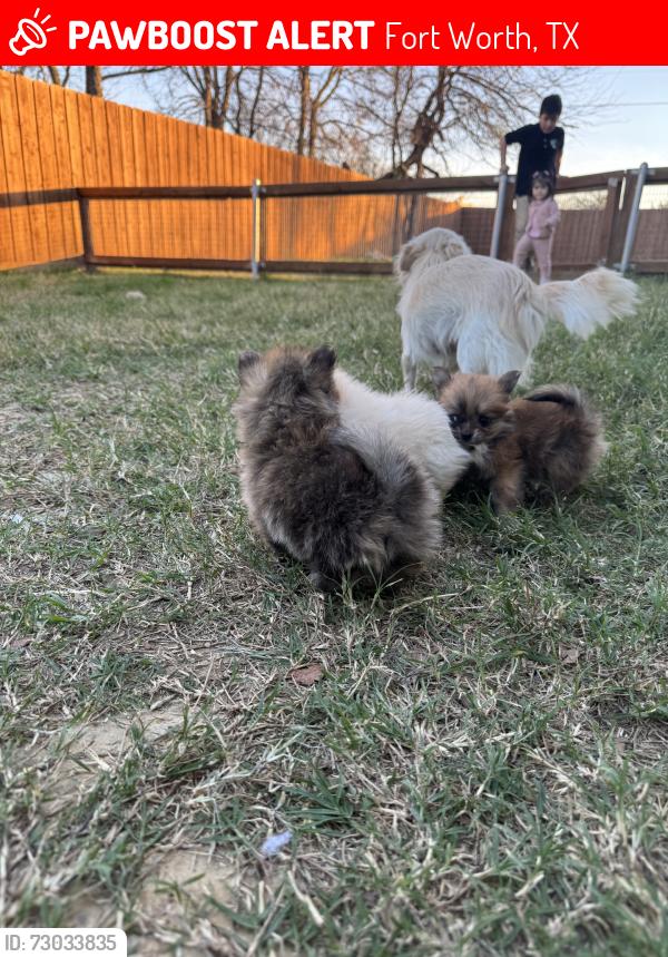 Lost Female Dog last seen Meadow rd, Fort Worth, TX 76119