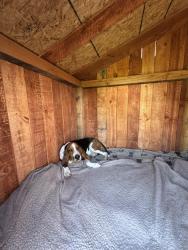 Lost Male Dog last seen University tennis courts , Redlands, CA 92374