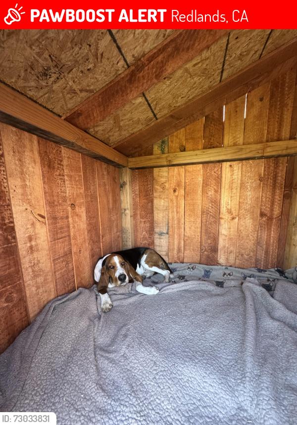 Lost Male Dog last seen University tennis courts , Redlands, CA 92374
