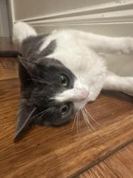 Lost Female Cat last seen San Bruno and 20th near the community garden, San Francisco, CA 94107
