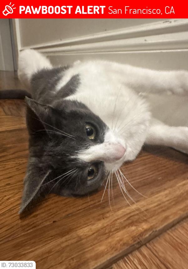 Lost Female Cat last seen San Bruno and 20th near the community garden, San Francisco, CA 94107