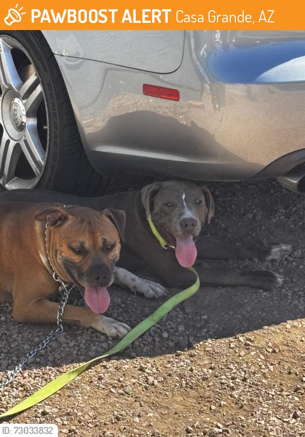 Found/Stray Male Dog last seen Walmart, Casa Grande, AZ 85122
