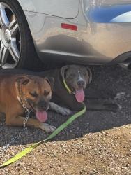 Found/Stray Male Dog last seen Walmart, Casa Grande, AZ 85122