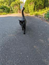 Found/Stray Male Cat last seen Near Food lion, Rural Hall, NC 27045