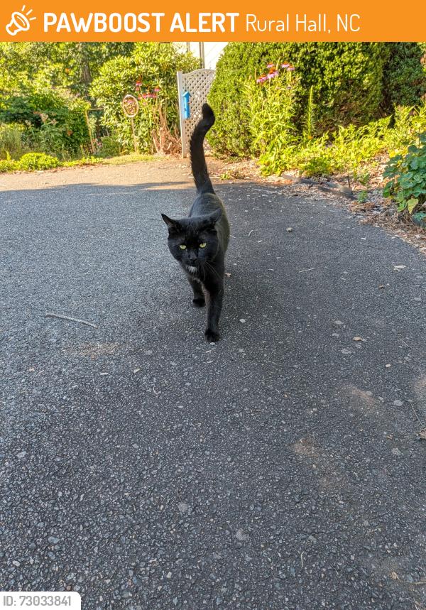 Found/Stray Male Cat last seen Near Food lion, Rural Hall, NC 27045