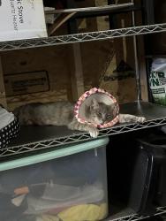 Lost Female Cat last seen Pleasant Valley Drive and Hickory Springs, Catonsville, MD 21228