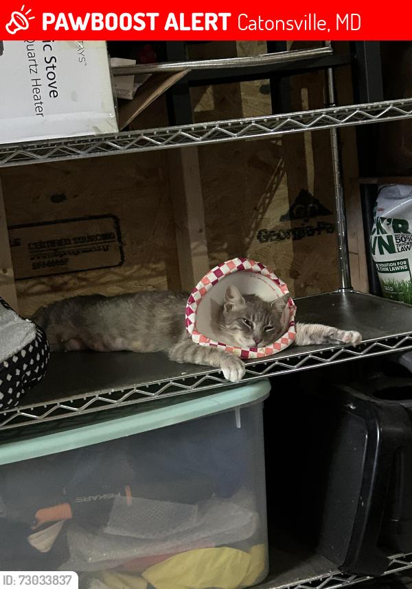 Lost Female Cat last seen Pleasant Valley Drive and Hickory Springs, Catonsville, MD 21228
