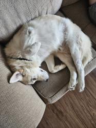 Shelter Stray Male Dog last seen Camino De La Plaza Drive, San Diego, CA, 92173, 5500 Gaines St, San Diego, CA 92110, USA