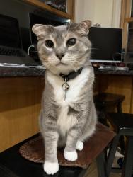 Lost Female Cat last seen 7950–7998 Dayton Ave N Seattle, WA  98103 United States, Seattle, WA 98103