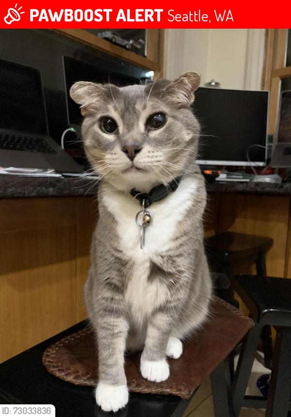 Lost Female Cat last seen 7950–7998 Dayton Ave N Seattle, WA  98103 United States, Seattle, WA 98103